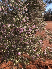 Eremophila sturtii