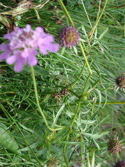Scabiosa lucida