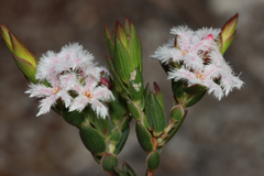 Leucopogon elegans