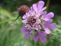 Scabiosa lucida