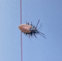 Lagria grenieri
