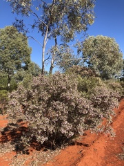 Eremophila sturtii
