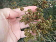 Dasineura rubiformis