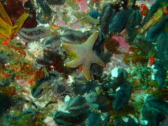 Callopatiria formosa