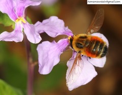 Bombylius erythropleurus