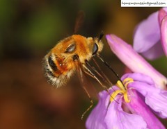 Bombylius erythropleurus