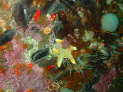 Callopatiria formosa