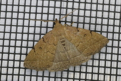 Zanclognatha protumnusalis