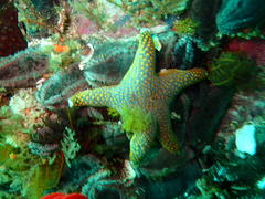 Callopatiria formosa