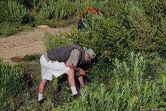 Aspalathus astroites