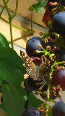 Pararge aegeria