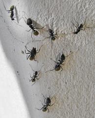 Camponotus cinctellus