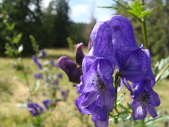 Aconitum firmum