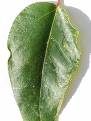 Phyllocnistis unipunctella