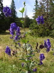 Aconitum firmum