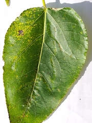 Phyllocnistis unipunctella