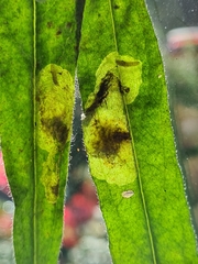 Agromyza abiens