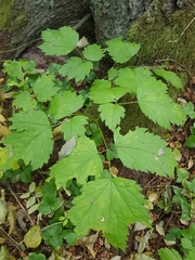 Actaea spicata