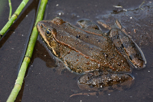 Oregon spotted frog