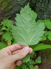 Actaea spicata