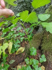 Actaea spicata