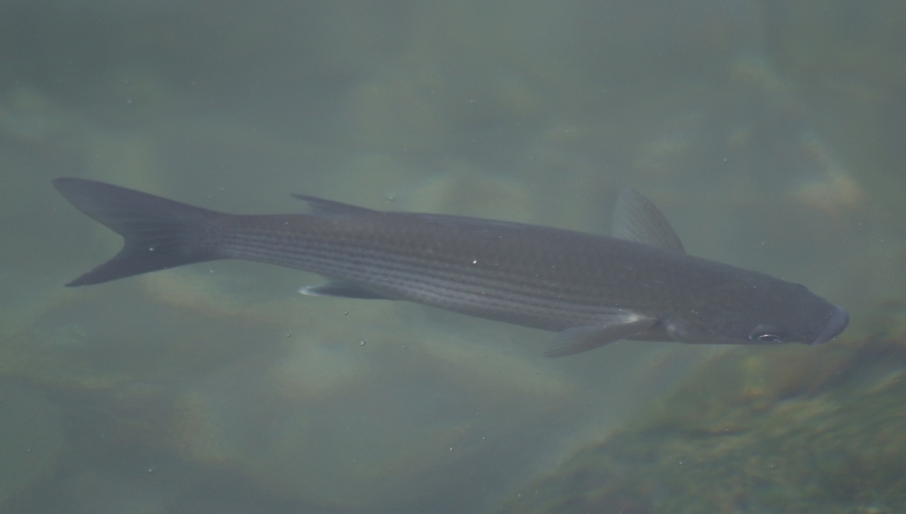 Thicklip grey mullet (Chelon labrosus) — Mugilidae