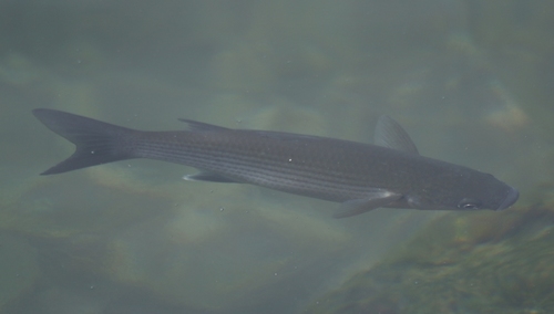 Thicklip grey mullet (Chelon labrosus) — Mugilidae