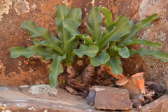 Veltheimia