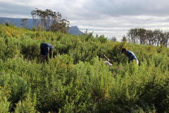 Aspalathus astroites