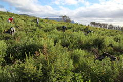 Aspalathus astroites