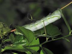 Cephonodes hylas virescens