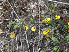 Pultenaea tenuifolia