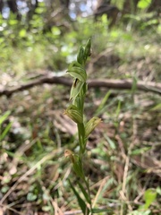 Pterostylis melagramma