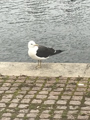 Larus fuscus