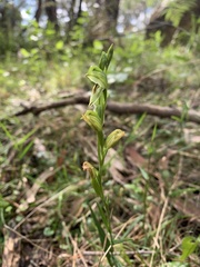 Pterostylis melagramma