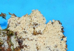Hyphodontia arguta