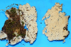 Hyphodontia arguta