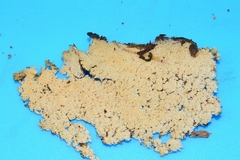 Hyphodontia arguta