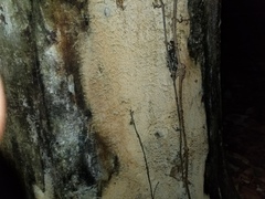 Hyphodontia arguta