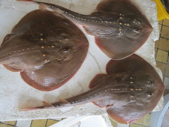 Platyrhina tangi