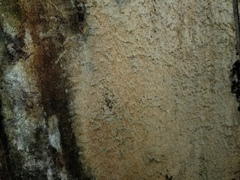Hyphodontia arguta