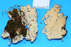 Hyphodontia arguta