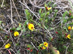Pultenaea tenuifolia