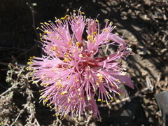 Haemanthus barkerae