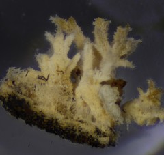 Hyphodontia arguta