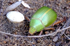 Xylonichus eucalypti