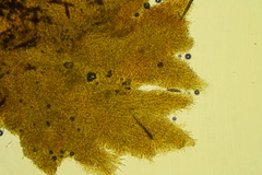 Hyphodontia arguta