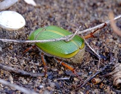 Xylonichus eucalypti
