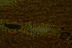 Hyphodontia arguta