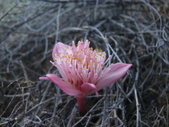 Haemanthus barkerae